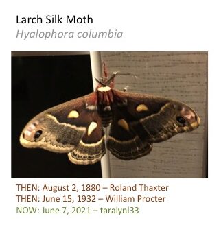 A large brown moth with spots and curvy lines.