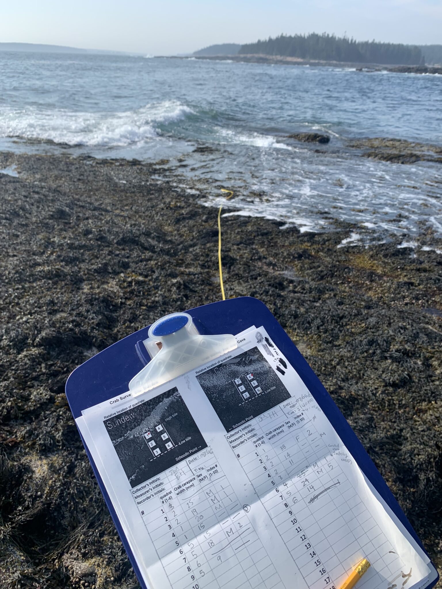 A clipboard with data sheet with rockweed-covered shoreline and ocean surf.