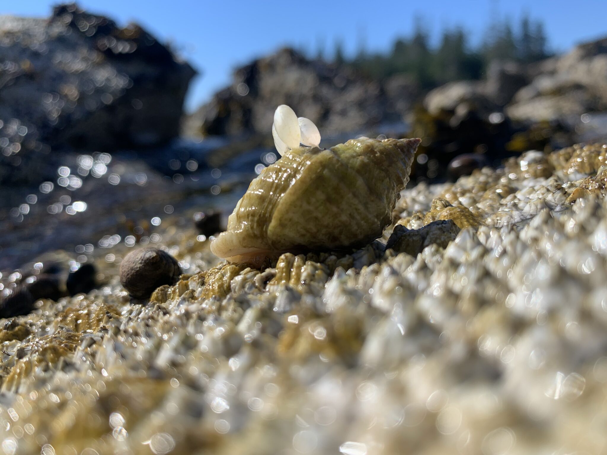 Close-up of a dog whelk shell with egg cases attached.