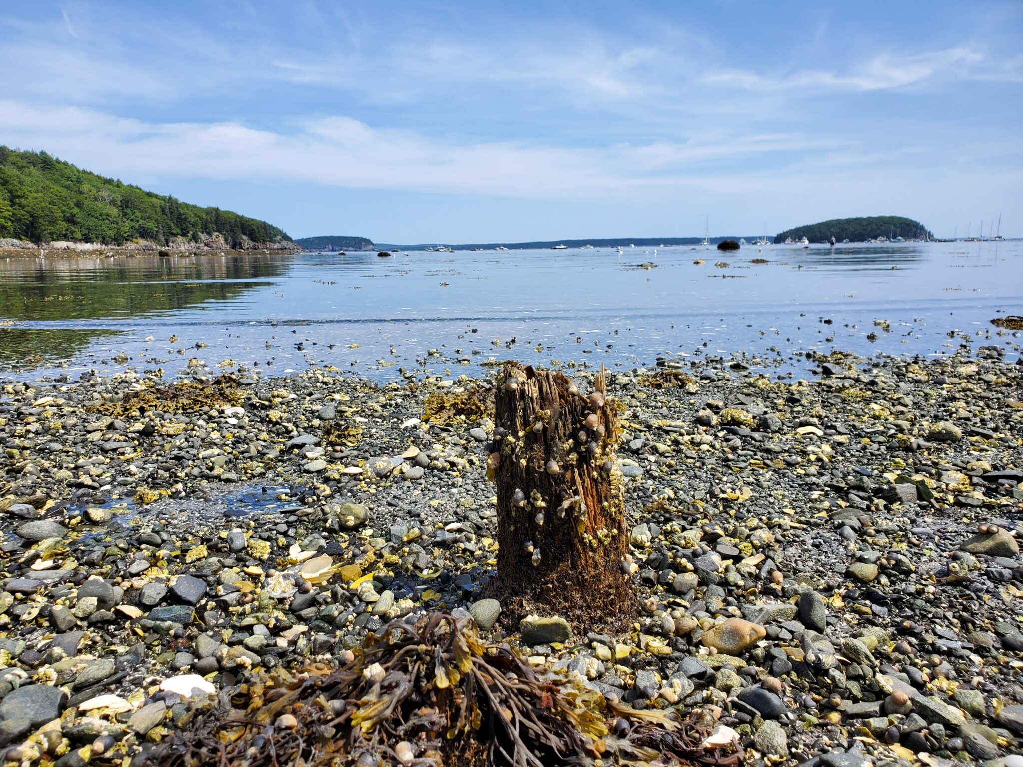 A weathered and broken stump of a piling is covered in barnacles and periwinkles, surrounded by rocky intertidal flat with islands and water in background.