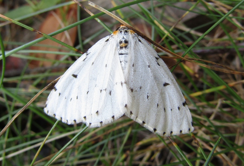 In the grass is a white moth lined with black spots and yellow on its head.