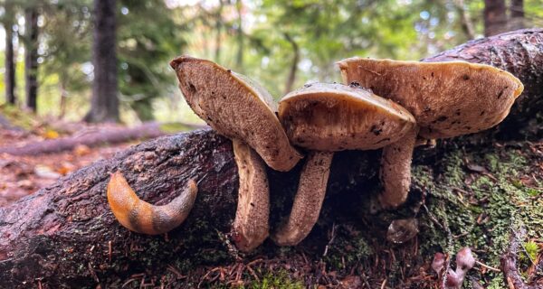 three mushrooms and a slug on a log in the forest
