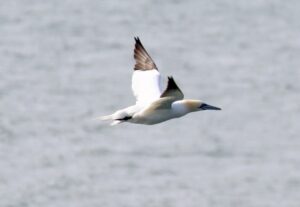 a bird flies over ocean water