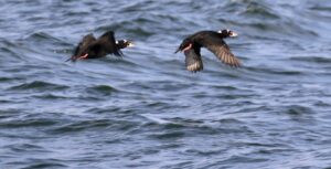 two birds fly over the ocean