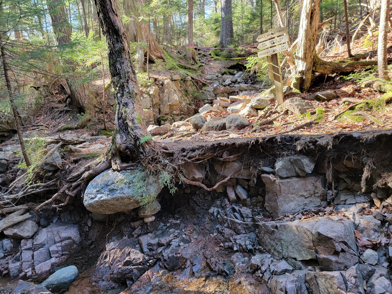 A view of eroded streambank, with tree roots dangling. Above is the sign for the junction of Maple Spring Trail and Giant Slide Trail.