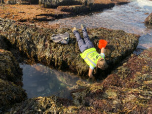 A person lays on her stomach on rockweed covered rocks and reaches down into the water.