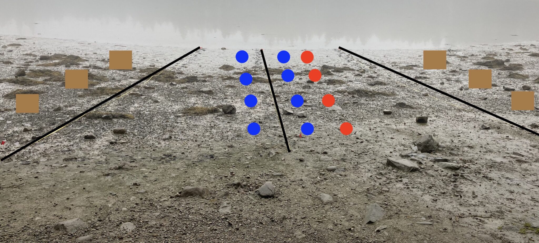 Photo of mudflat marked with, from left to right, three squares, transect line, four blue circles, transect line, four blue circles, four red circles, transect line, three squares.