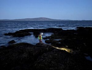 A person shines a headlamp at seaweed covered rocks with ocean and Cadillac Mountain in the background.