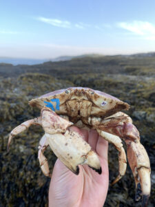A hand holds a crab with two large front claws up to the camera. The number 17 is painted on one side and on a small white circle on the other side. Rockweed-covered shoreline is blurred in the background.