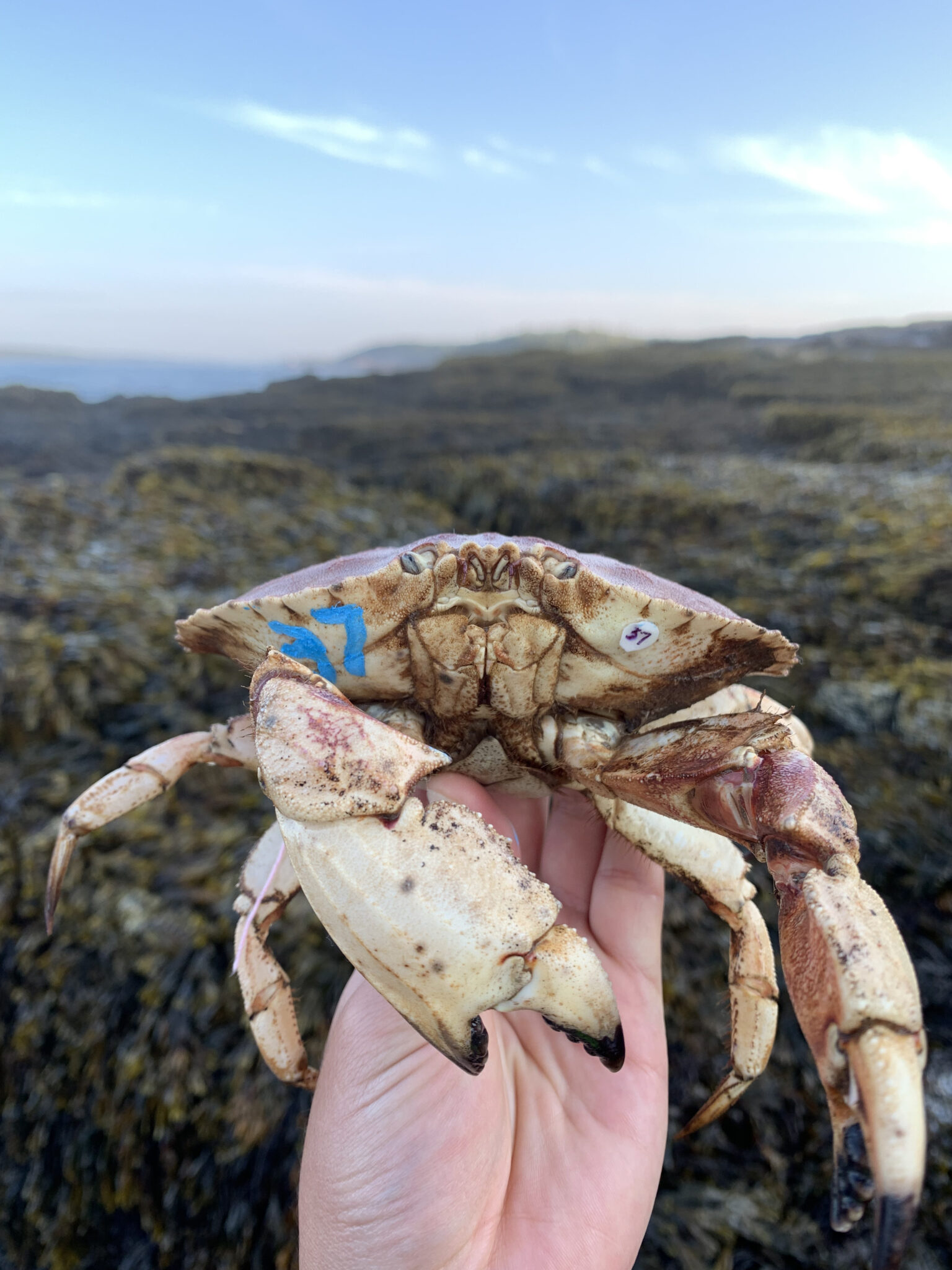 Continued investigation of Jonah crabs on Schoodic Peninsula Schoodic