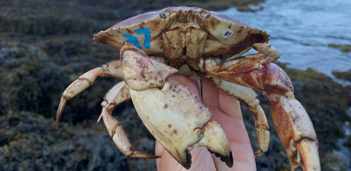 Continued investigation of Jonah crabs on Schoodic Peninsula Schoodic