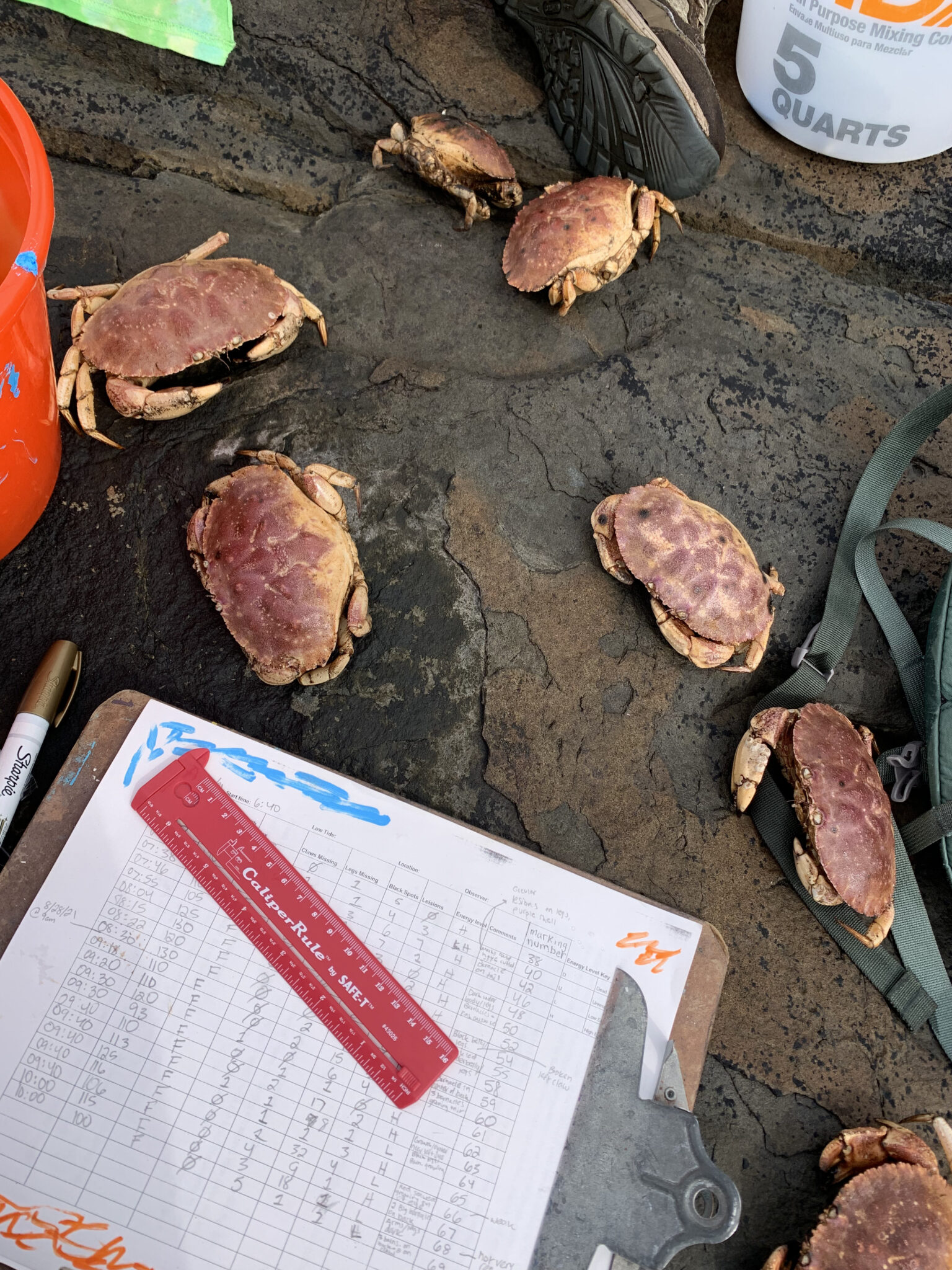 Seven crabs resting on wet rock surrounded by field equipment such as a bucket, clipboard with data sheet, and ruler.