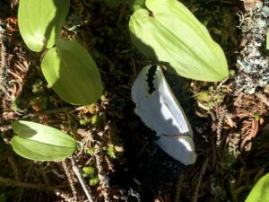 A crab claw shell on the forest floor.