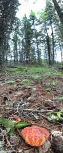 A crab shell on the forest floor with tall trees in background.