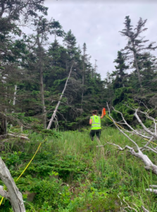 A person walks through grass and shrubs unspooling a measuring tape. Bare branches of dead trees are in the foreground and spruce forest is in the background.