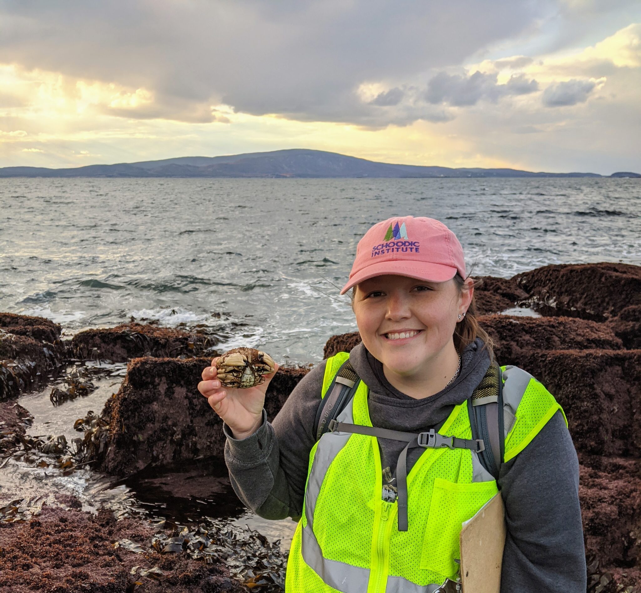 A smiling Shannon O'Brien wearing a Schoodic Institute cap and yellow safety vests holds a Jonah crab in one hand. Seaweed covered rocks, ocean, and Cadillac Mountain in the background.