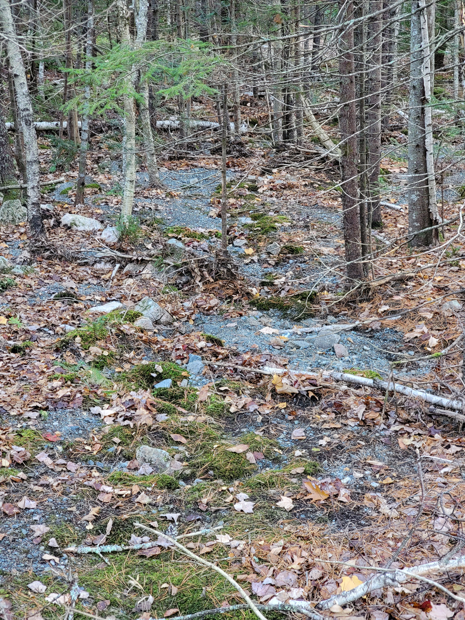 Piles of gravel cover the forest floor.