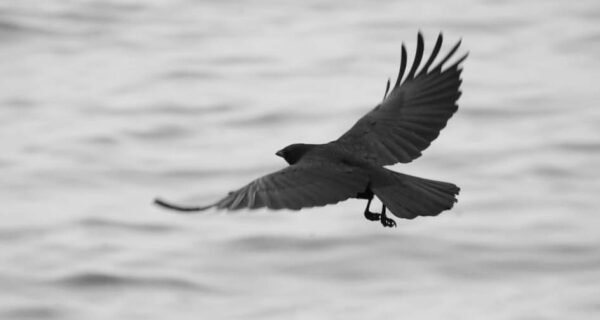 A crow in flight with water in background.