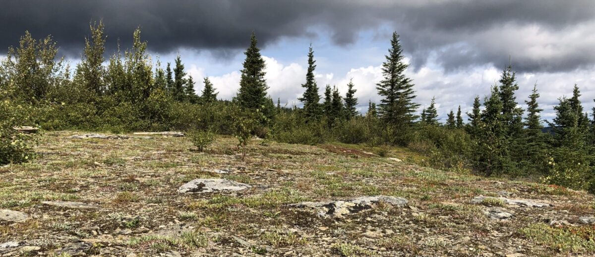 View of the tundra. Bare rock and crusting lichen and plants in foreground with evergreens and omnous cloudy sky in background.