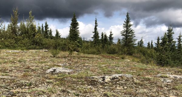 View of the tundra. Bare rock and crusting lichen and plants in foreground with evergreens and omnous cloudy sky in background.