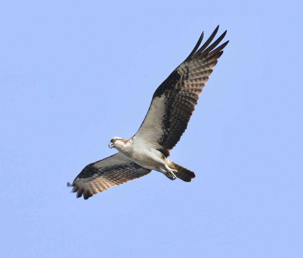 Cadillac Mountain Hawk Watch 2021 | Schoodic Institute