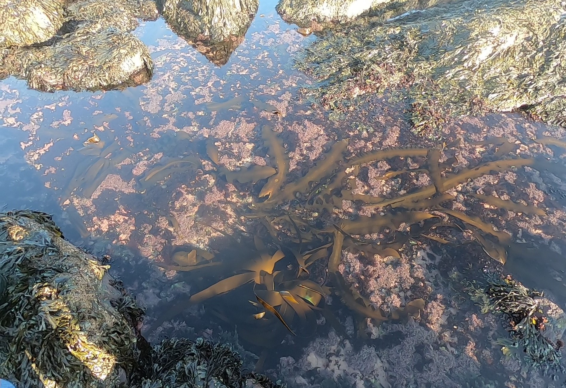 View into a tide pool with pink coralline algae and fronds of kelp.