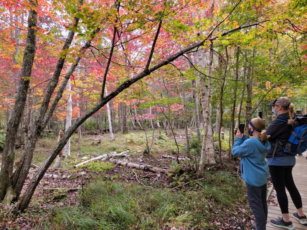 two people stand on a boardwalk looking at a forested wetland with colorful fall foliage