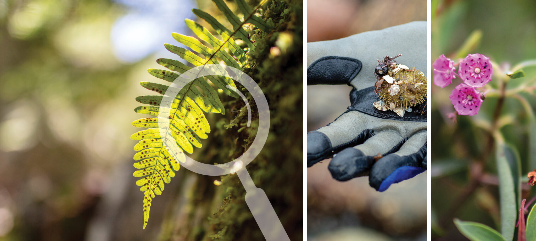 Magnifying glass over forest plants and hand holding sea urchin