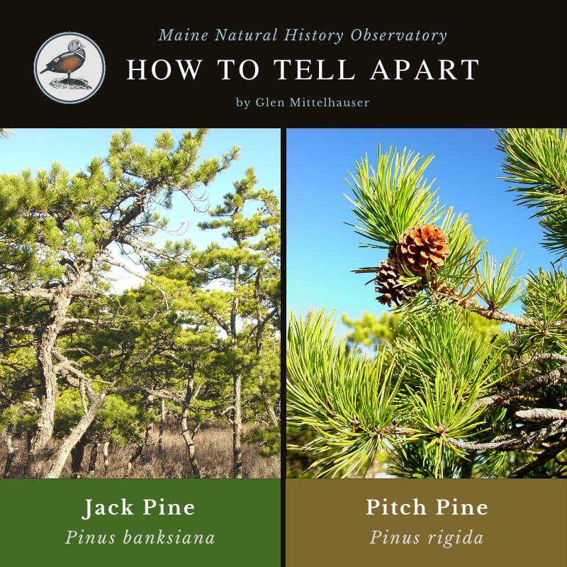 Jack Pine