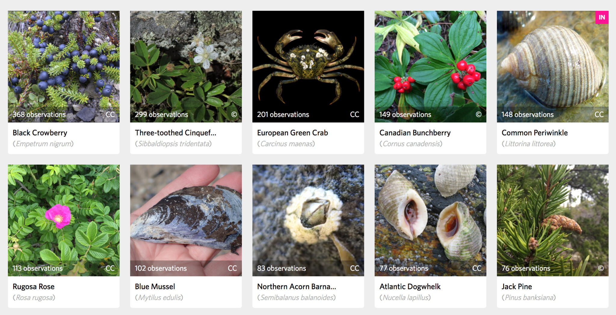 Screen capture from iNaturalist showing the ten most observed species.