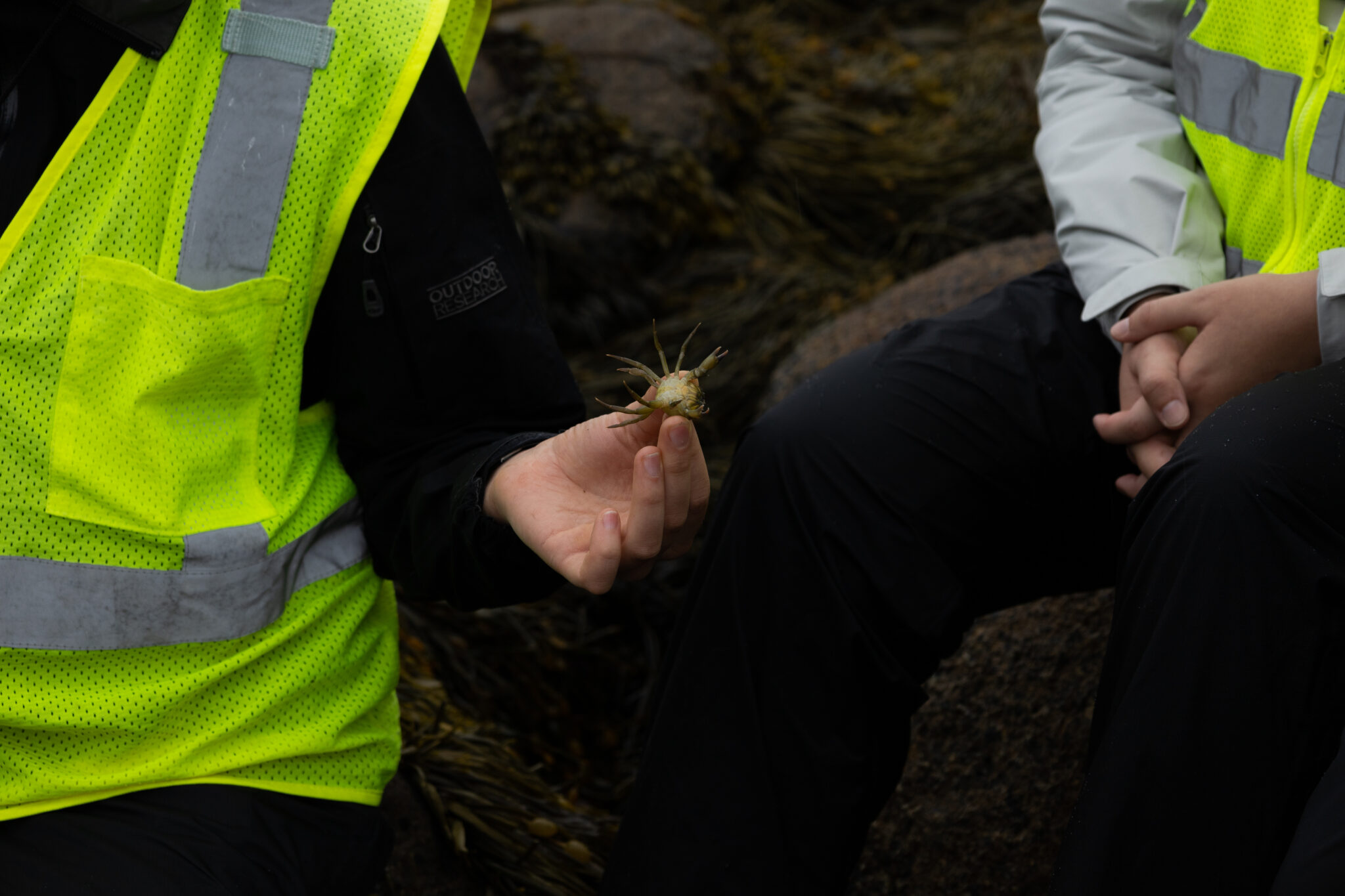 two people in yellow safety vests stand among the rocks in the intertidal zone. one holds a small crab.