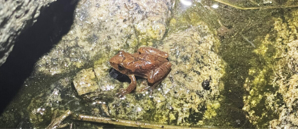 Spring peeper, a tiny brown frog, sits in a wetland on some rocks.