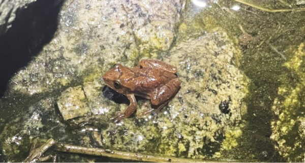 Spring peeper, a tiny brown frog, sits in a wetland on some rocks.