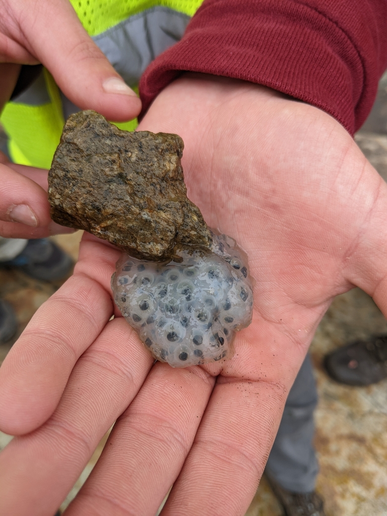 A person holds a cluster of gelatinous gray eggs with dark centers attached to a rock.