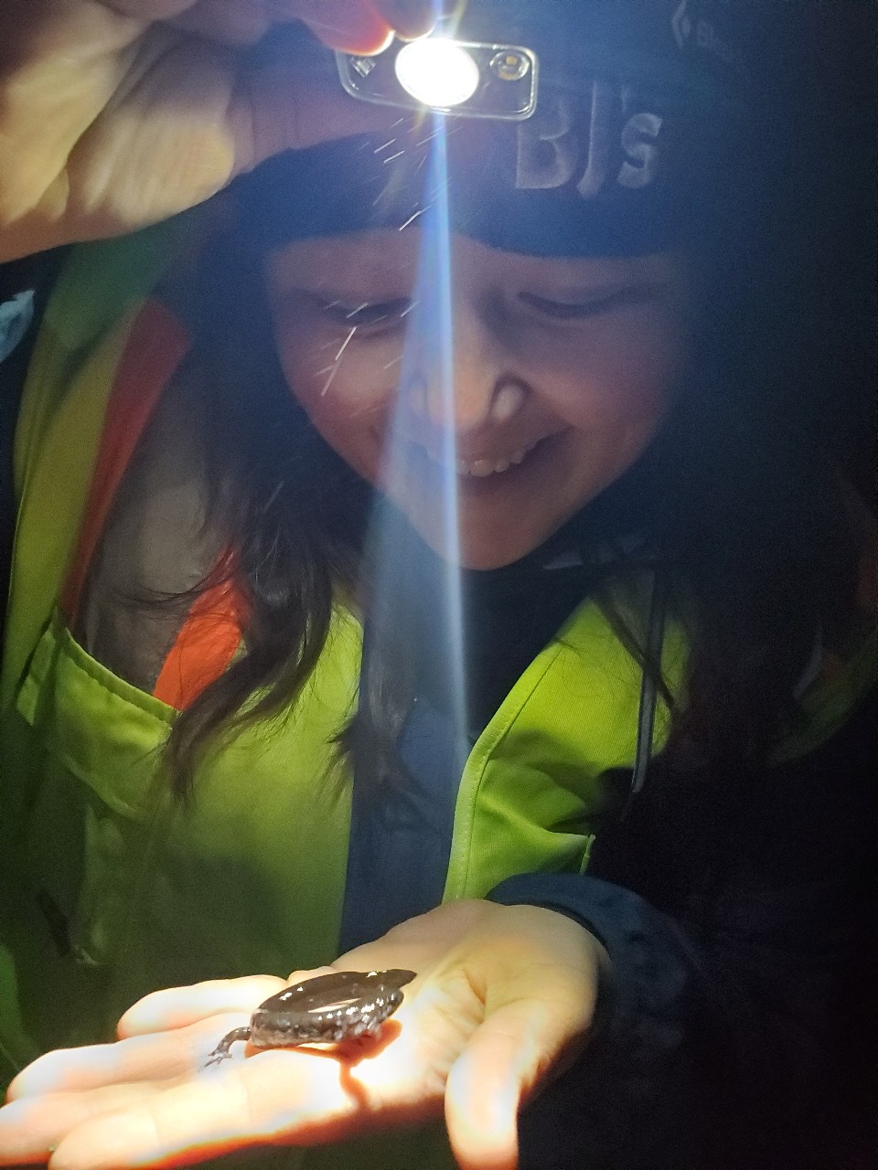 A smiling person shines a headlamp at a spotted salamander in their open hand.