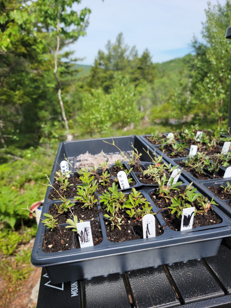 A plastic tray holds seedlings with mountain views in background