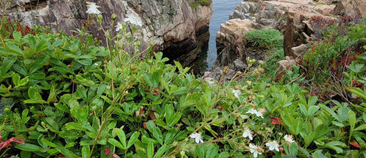 three-leaved plants with white flowers grow on the edge of an ocean cliff