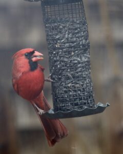 a male cardinal at a bird feeder full of black sunflower seed