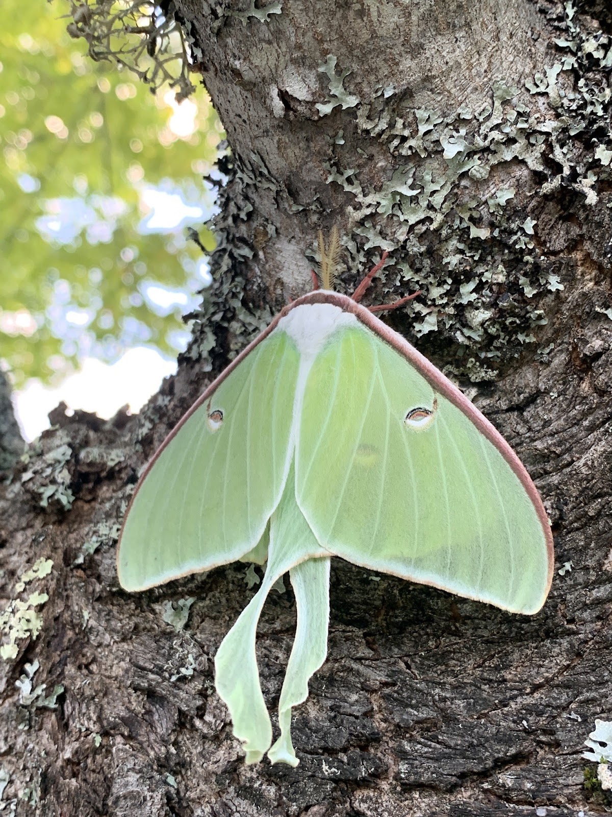 A large pale green moth rests on a lichen-covered birch tree