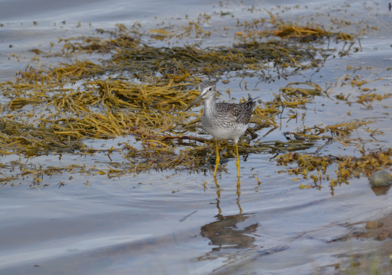 a greater yellowlegs walks through water surrounded by floating seaweed