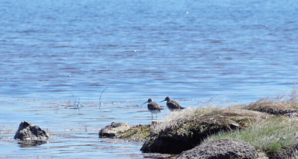 two long-legged birds at the water's edge