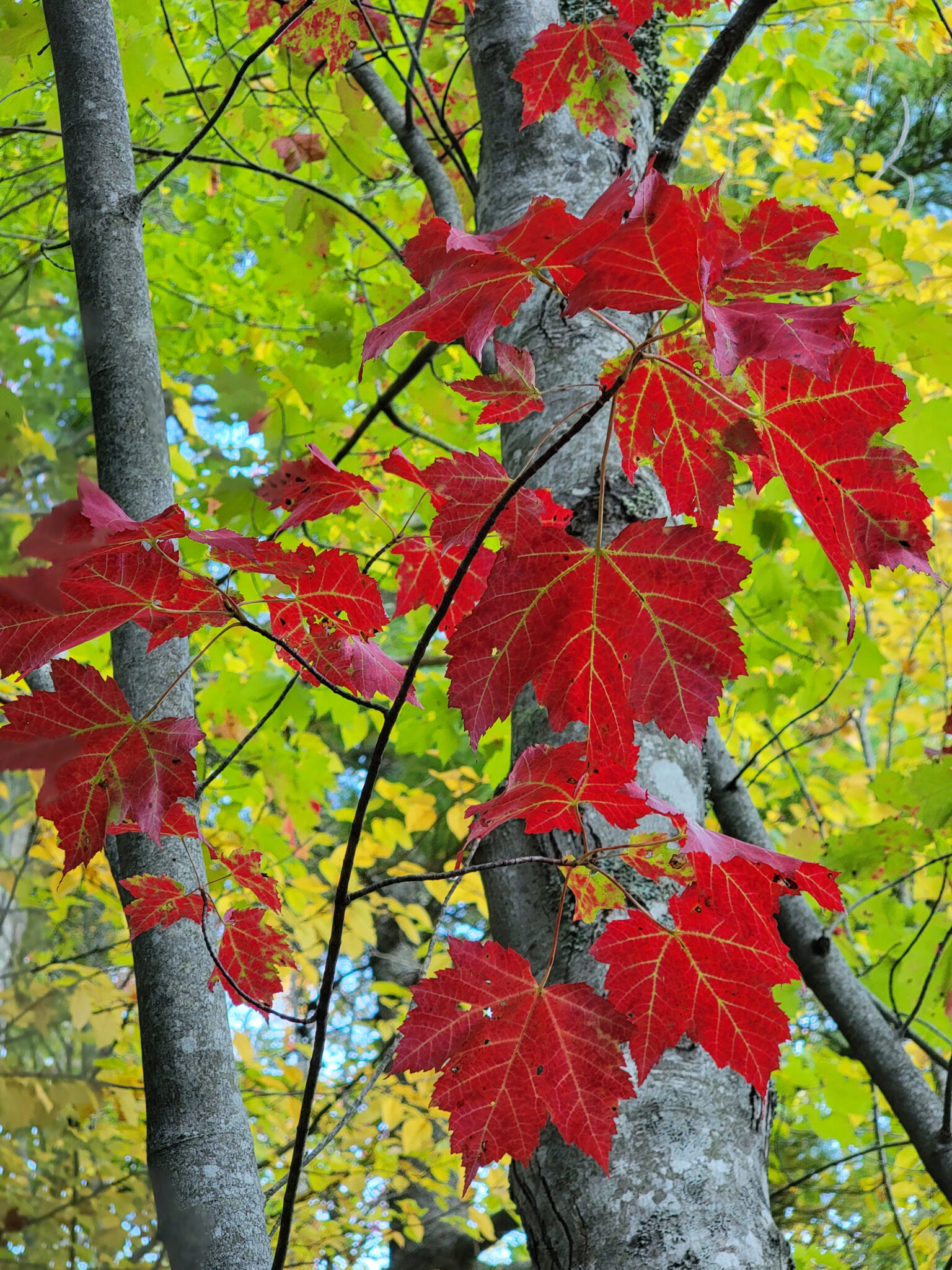 bright red maple leaves stand out against a yellow canopy of birch leaves