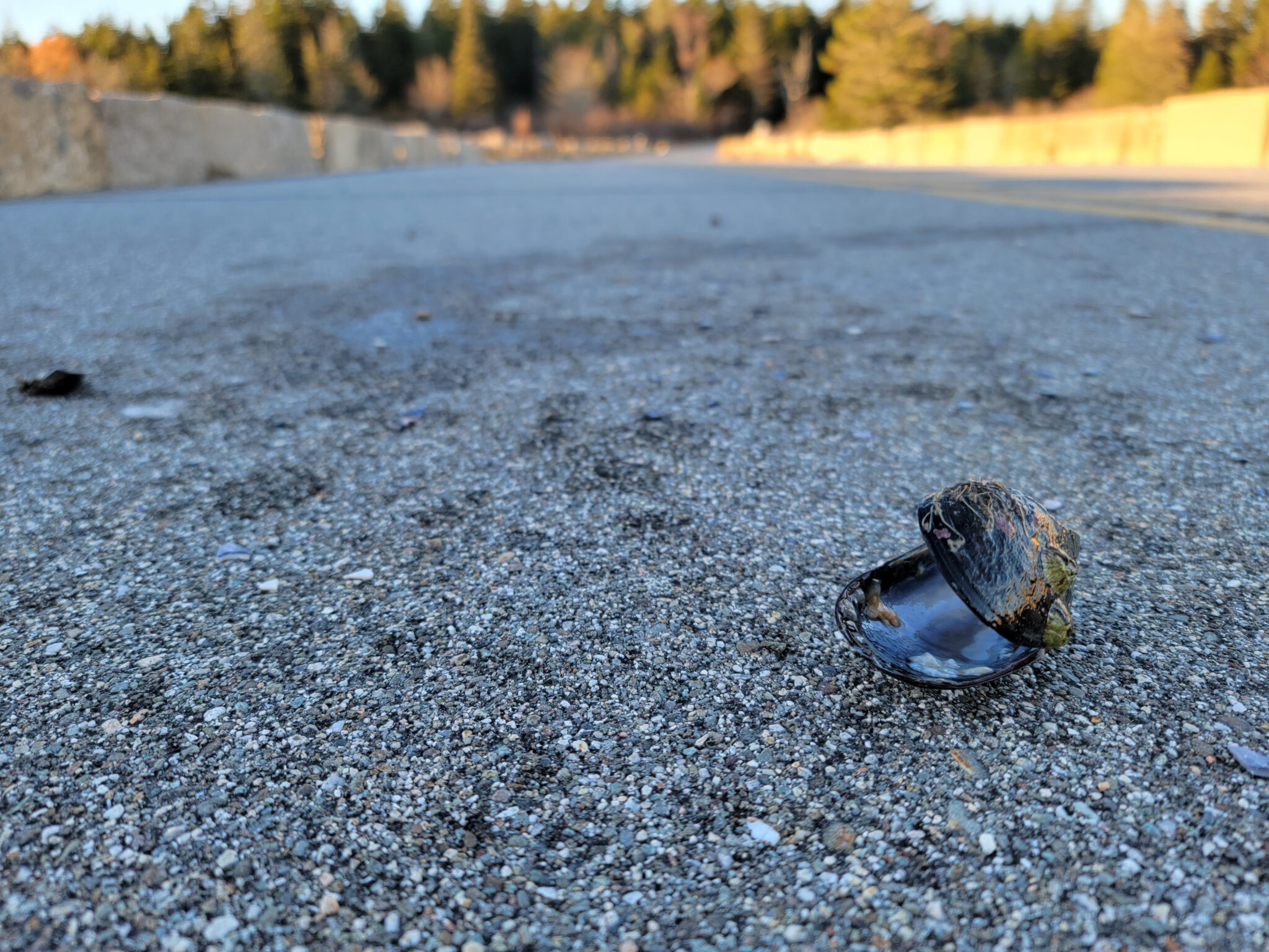 an open, empty blue mussel in the middle of a road