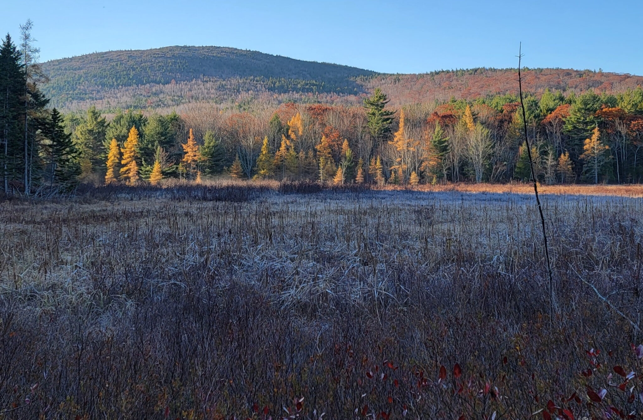 a meadow of grasses and rushes covered in frost, with the rising sun illuminating yellow larch trees and mountains in the distance