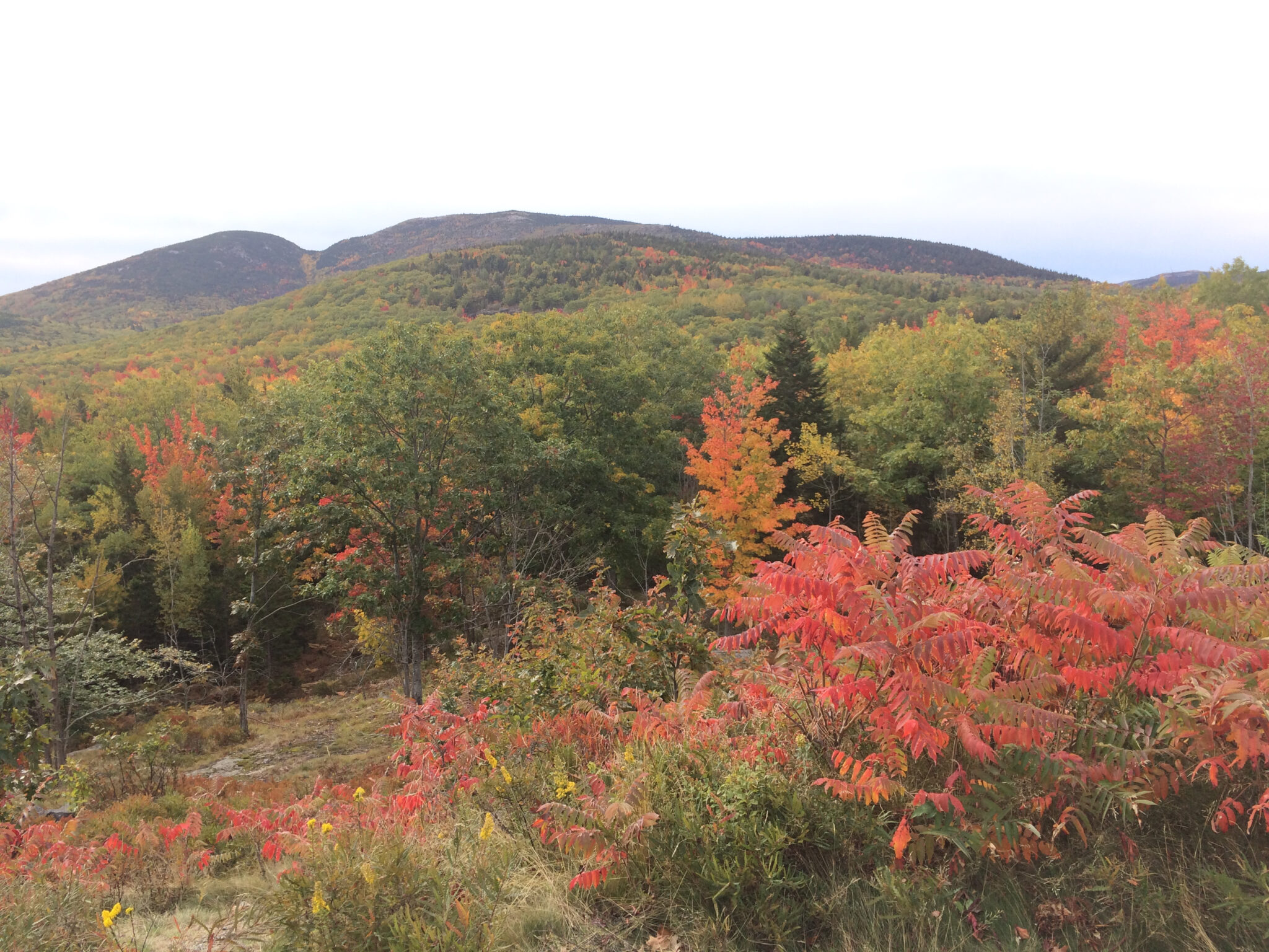 view of Cadillac and Dorr mountains with some leaves red and others green and yellow