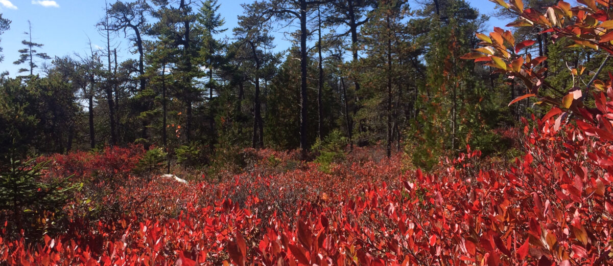 sunlight shines through dark red huckleberry shrubs in the foreground with jack pine forest and blue sky in the background