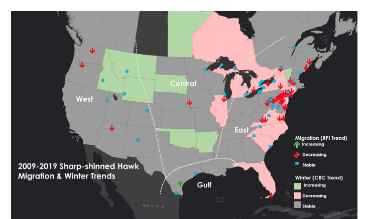 A map of the continental United States and Canada with arrows indicating declining trends in migrating Sharp-shinned Hawks at three sites in the west, two in the midwest, and many in the east and Florida. Seven states and one province show an increasing Christmas Bird Count trend, and ten show a decreasing Christmas Bird Count trend for this species.