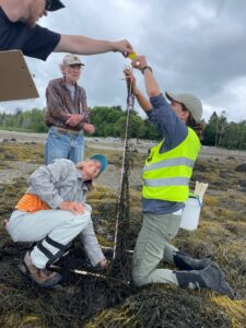 Four people, one of whom is in a yellow vest, are measuring a tall piece of rockweed with a measuring tape. They are in a rockweed bed with small cobbles and gravel with the mainland in the backdrop. 