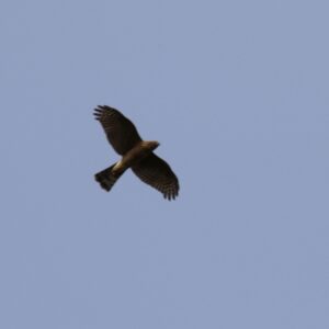 the underside of a hawk flying through blue sky