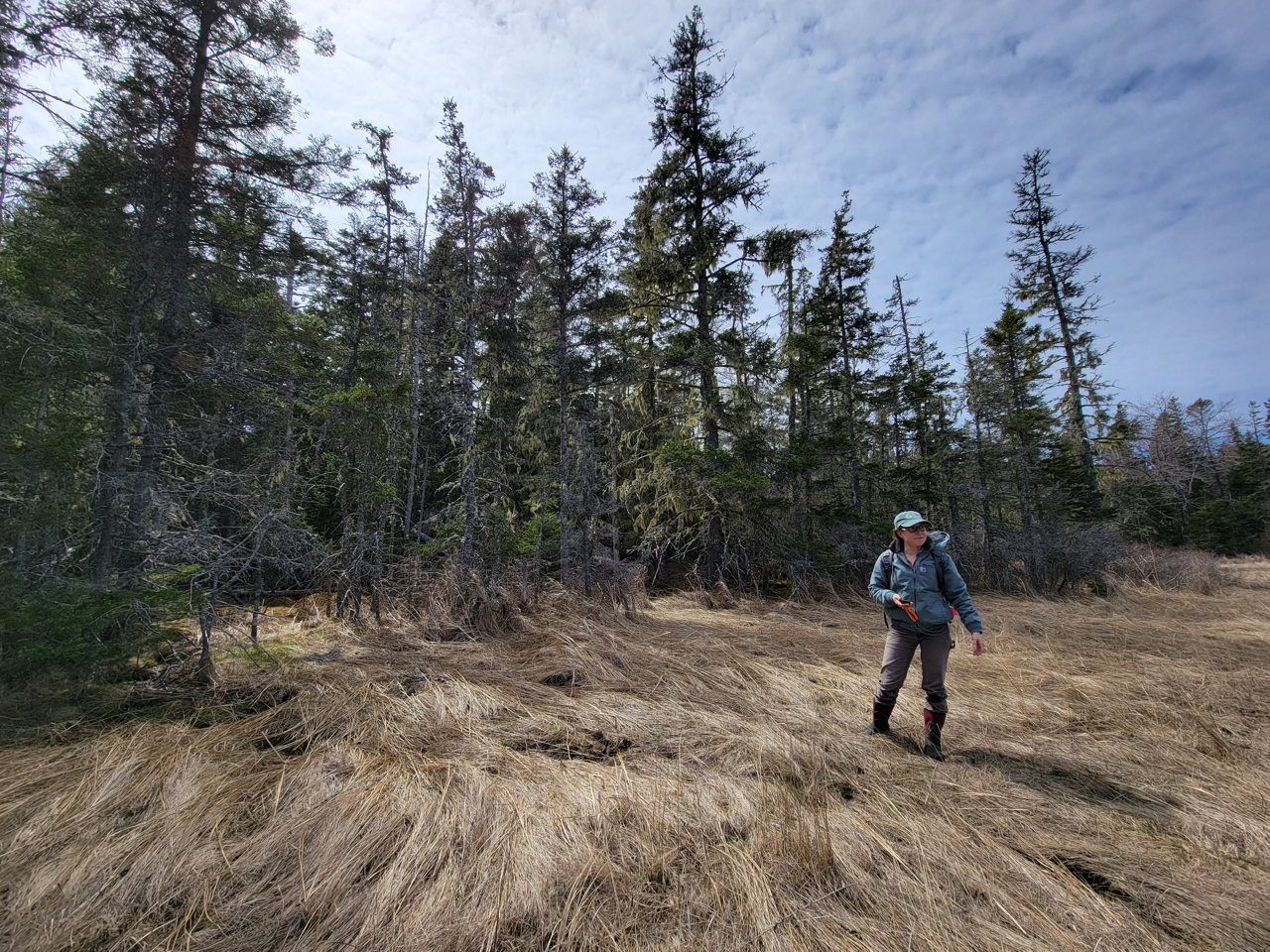 A person stands in brown grasses of a salt marsh next to a stand of trees
